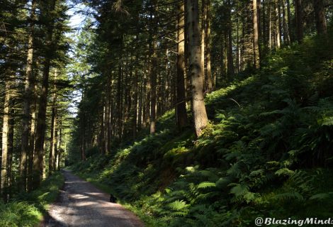 There is nothing better than a nice relaxing walk around Craig Forys in Betws y Coed