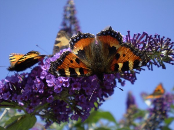 Butterfly - Earth Day 2014