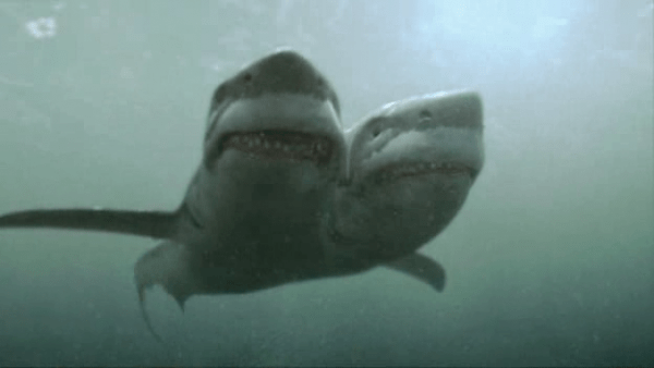2-headed-shark-attack-3