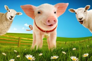 Babe, The Sheep-Pig is Trotting his way to Venue Cymru