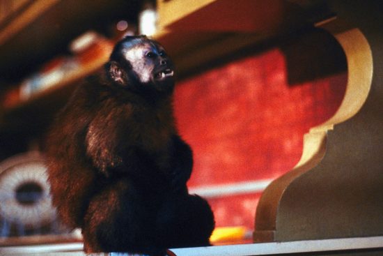 Monkey Shines Still 3 - Eureka Entertainment