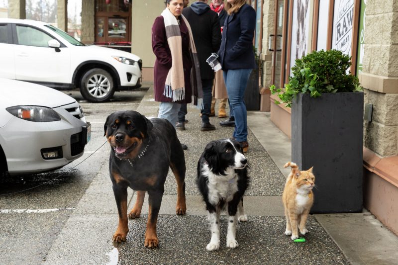 Cats and Dogs 3 Paws Unite