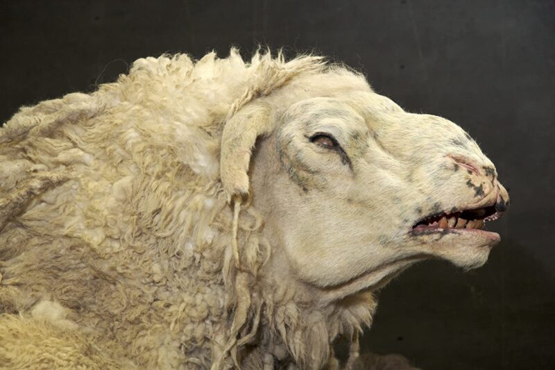 Black Sheep (2006)