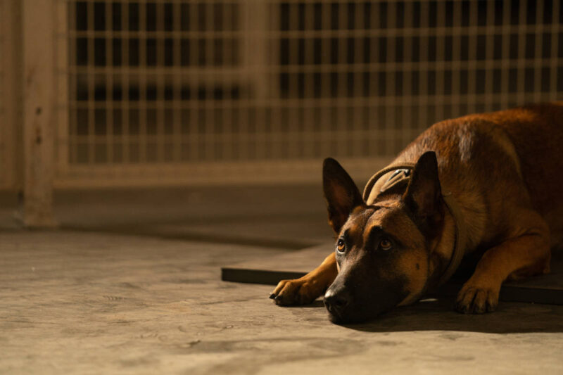 Dog Review on Blazing Minds
