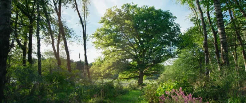 Heart of an Oak