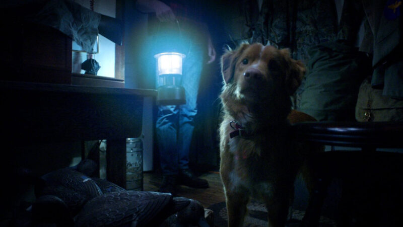 Good Boy Review - Indy